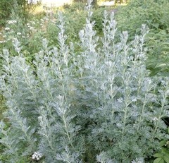 1000+ Absinthe Wormwood Seeds (Artemisia absinthium) | Perennial – USA