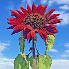 51+RED SUN SUNFLOWER Seeds Branching Cut Flowers Summer Garden Native Plant Easy