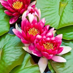 RED Live Hardy Water Lily Tubers Aquatic Pond Plants Lilies