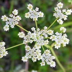 Caraway Seeds | Heirloom – Non-GMO | Free Shipping | Herb Seeds | 1172