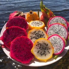 DRAGON FRUIT CUTTINGS – MULTIPLE VARIETIES – 8″ – 12: SIZE