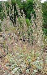 Salvia apiana | White Sage | White Sacred Sage | Bee Sage | 100 Seeds