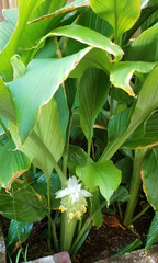 2026 Mango Turmeric Rhizomes For Planting – FREE Shipping
