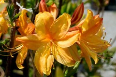 GOLDEN LIGHTS~~Azalea Rhododendron~Well Rooted Starter Plant~MAY BE DORMANT!