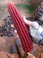 Jimmy Red Corn – Heirloom Dent Corn Seed or For Milling – 1 pound Avg 1,400 Seed