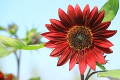 Red Vibrant Sunflower Seeds for Planting- Velvet Queen, Heirloom, Non GMO