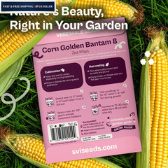 SVI 100 Golden 8 Bantam Corn Seeds (Zea mays) – Yellow Sweet Seed