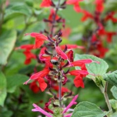 Sage RED SCARLET SALVIA Annual, Perennial Hummingbird Flowers Non-GMO 500 Seeds!