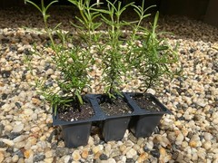 Creeping Rosemary in 2.5” Nursery Cubes (Rosmarinus officinalis ‘Prostratus’)