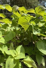 300 Korean Perilla Seeds Shiso 2025 Fresh Seeds 紫苏种子