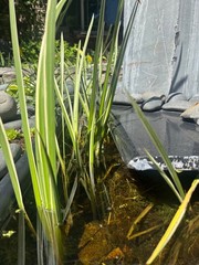Cold Hardy Variegated Sweet Flag Aquatic Marginal Pond Plant – 4 plants
