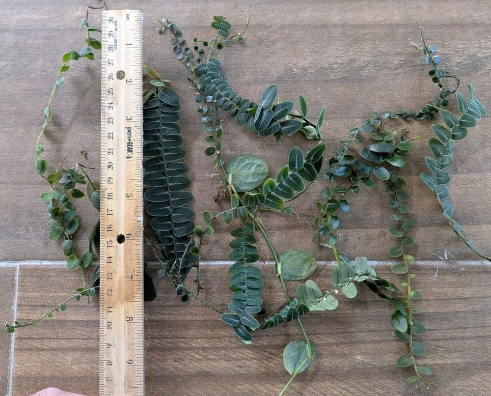 Marcgravia 10 Cuttings ~ Terrarium ~ Vivarium/ Dart Frog ~ 5+ inches long