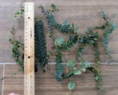 Marcgravia 10 Cuttings ~ Terrarium ~ Vivarium/ Dart Frog ~ 5+ inches long
