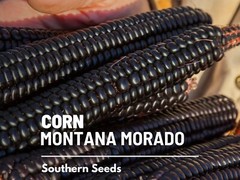 Corn, Morado Montana Maize – 25 Seeds – Heirloom Vegetable (Zea mays)