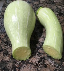 15 + organic Tromboncino Rampicante zucchini seeds Trombocino squash – FREE S/H