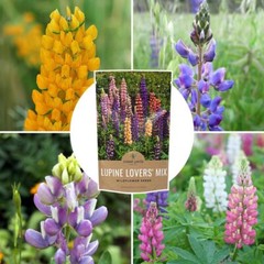 Bulk Lupine Mix Wildflower Seeds 1/4 Pound Bag – Over 4500 Untreated Annual a…