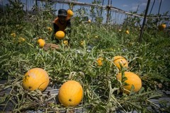 20+ Watermelon Seedss (Citrullus lanatus) Bundling 4 Cultivar Garden Package