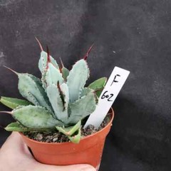 8CM Succulent Agave Plant Agave Potatorum Cv.’Cubic’ Agavaceae Home Garden Plant