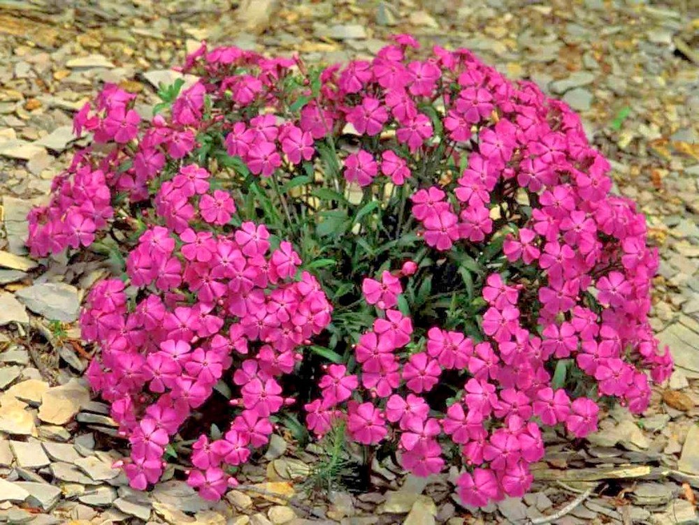 1001+CATCHFLY Flower Seeds None So Pretty Native Wildflower Patio Container Easy