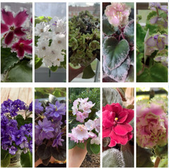 African Violet Leaf Box 20 Named Varieties Standards Trailers Minis Variegated