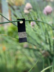 Green Lacewing Eggs on Hanging Card – 2,500 Count – Aphid Exterminator