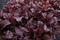Bull’s Blood Beet Seeds, Deep Burgundy Greens, NON-GMO, Heirloom, FREEE SHIPPING