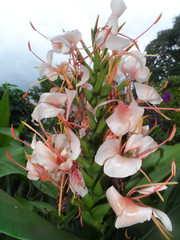 2x Hedychium butterfly ginger rhizomes, Tropical Lily. Easy to care for plant.
