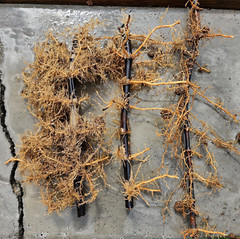 Black Bamboo Phyllostachys Nigra Live Bare Root Plant (3) Fresh Rhizomes