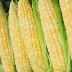 Peaches and Cream Sweet Corn Seeds, Bicolor Corn, (F1 Hybrid), FREE SHIPPING