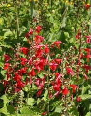Sage RED SCARLET SALVIA Annual, Perennial Hummingbird Flowers Non-GMO 500 Seeds!