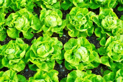 1000 LITTLE GEM BUTTERHEAD LETTUCE SEEDS | SALE FREE SHIPPING NON GMO HEIRLOOM
