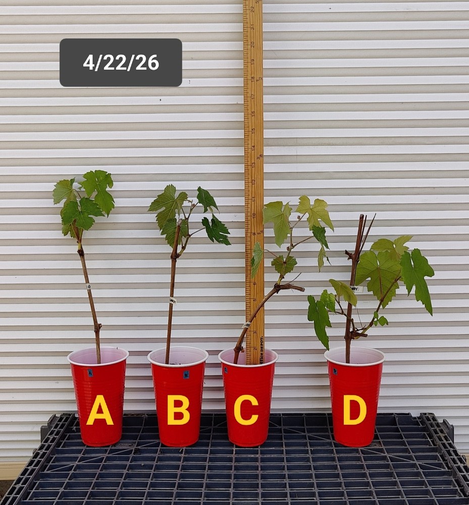 1 (One) Live “COTTON CANDY” GRAPE PLANT ROOTED about 7-18″ tall.