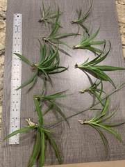 Spider Plant 10 Ready to Root Plants Easy Care Cleans Indoor Air
