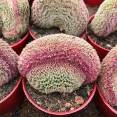 6-8CM Cactus Plant Echinocereus Rigidissimus Rubispinus Cristata Cactaceae Plant