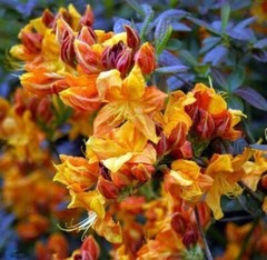 KLONDYKE~~Azalea Rhododendron~Well Rooted Starter Plant~MAY BE DORMANT!