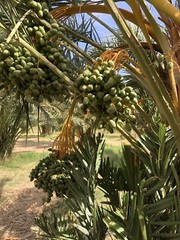 11 LB MEDJOOL DATES. LARGE DATES CALIFORNIA FRESH. TASTY AND SOFT