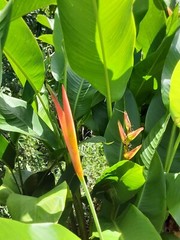 2X Orange Tropical Heliconia Rhizomes w/ 10 in stock, Exotic with bright Blooms!