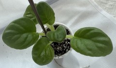 African Violet Plant DN Charivnij Lotos Starter
