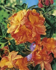 KLONDYKE~~Azalea Rhododendron~Well Rooted Starter Plant~MAY BE DORMANT!