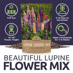 Bulk Lupine Mix Wildflower Seeds 1/4 Pound Bag – Over 4500 Untreated Annual a…
