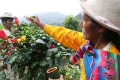 Guatemalan Huehuetenango Coffee Beans Medium Roasted 2 Pounds