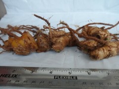4 Shampoo Ginger Rhizomes, Zingiber Zerumbet, Pine Cone, Free Ship w/ Free Offer