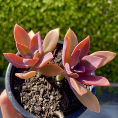 Rare Succulent Pink Graptoveria Dusty Easy Care Rooted Live Plant 3-Inch