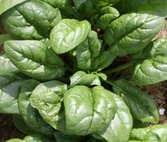 2026 Heirloom Vegetable Seeds – Premium Garden Seeds for Planting