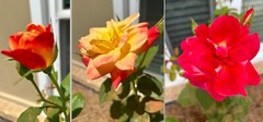 20 EXOTIC RARE ROSE SEEDS home garden flower plant bush diy sun Rosas hybrid tea