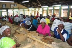 100 % Jamaican Blue Mountain Coffee Beans Dark Roasted Daily 2 Bags 1 Pound Each