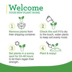 2-Pack 19 Oz. Pineapple Sage Herb Plants for Cooking and Aromatherapy