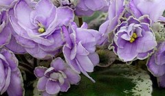 2 African Violet Leaves ~ * BUCKEYE SARSAPARILLA * ~