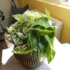 Easy Air Purifying Pothos Plants Live Indoor Houseplants Variety Pack, 4.25 In.