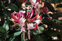 ~~PEACHES & CREAM~~Lonicera periclymenum Honeysuckle Vine~Rooted Starter Plant ~